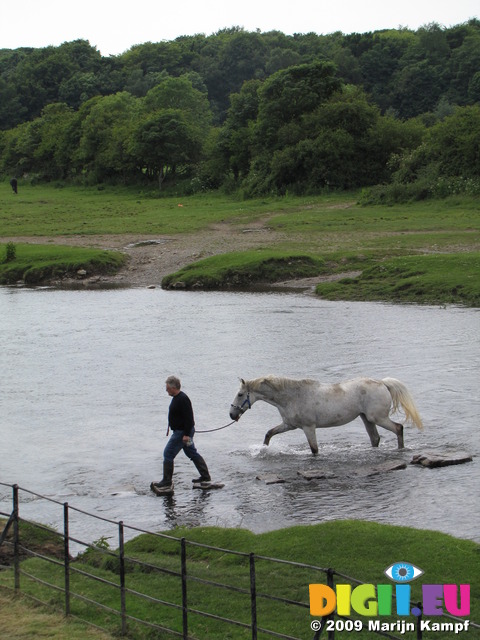 SX06892 Man in wellies walking white horse over stepping stones by Ogmore Castle